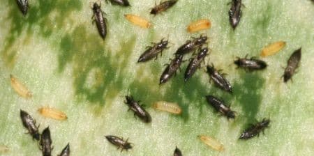 how to get rid of thrips on houseplants naturally