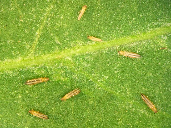 thrips on houseplant leaf