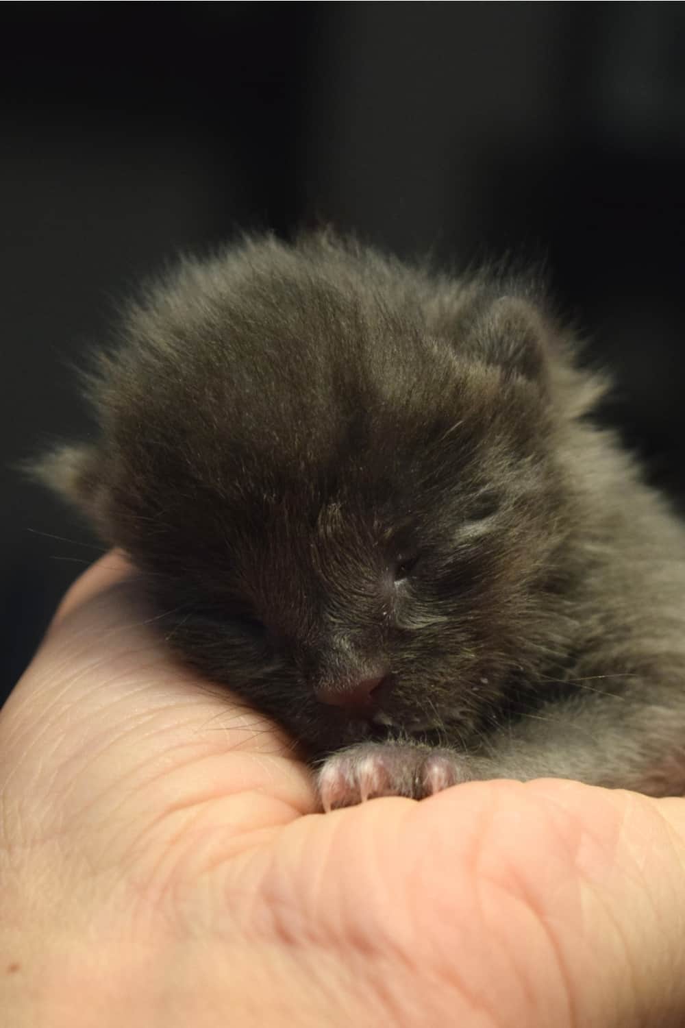 tiny kitten in human hand