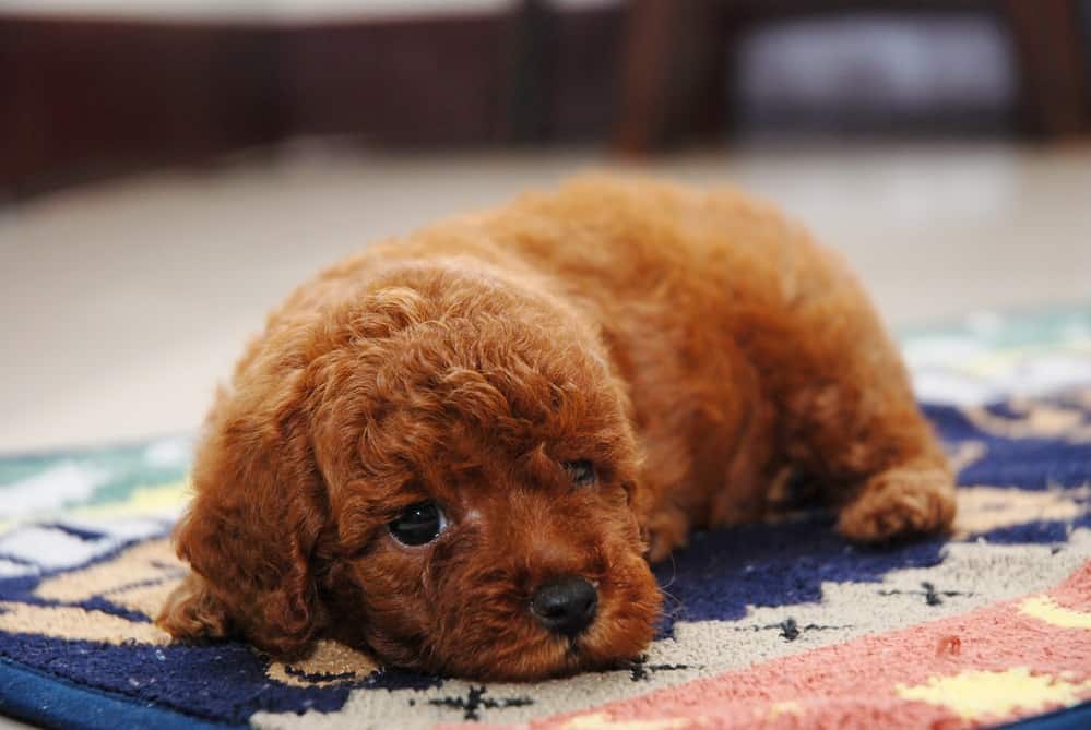 Tony fluffy red toy poddle puppy