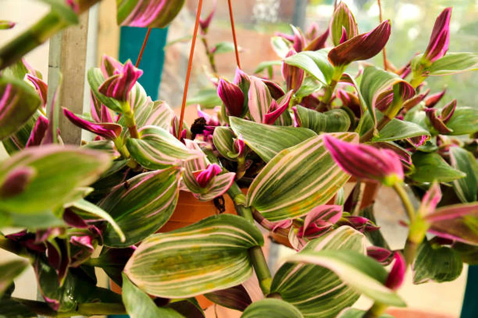 Tradescantia Nanouk Plant