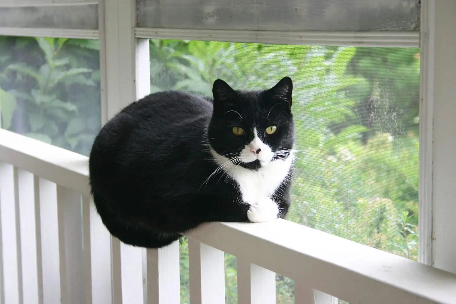 fat tuxedo cat sitting on a fence