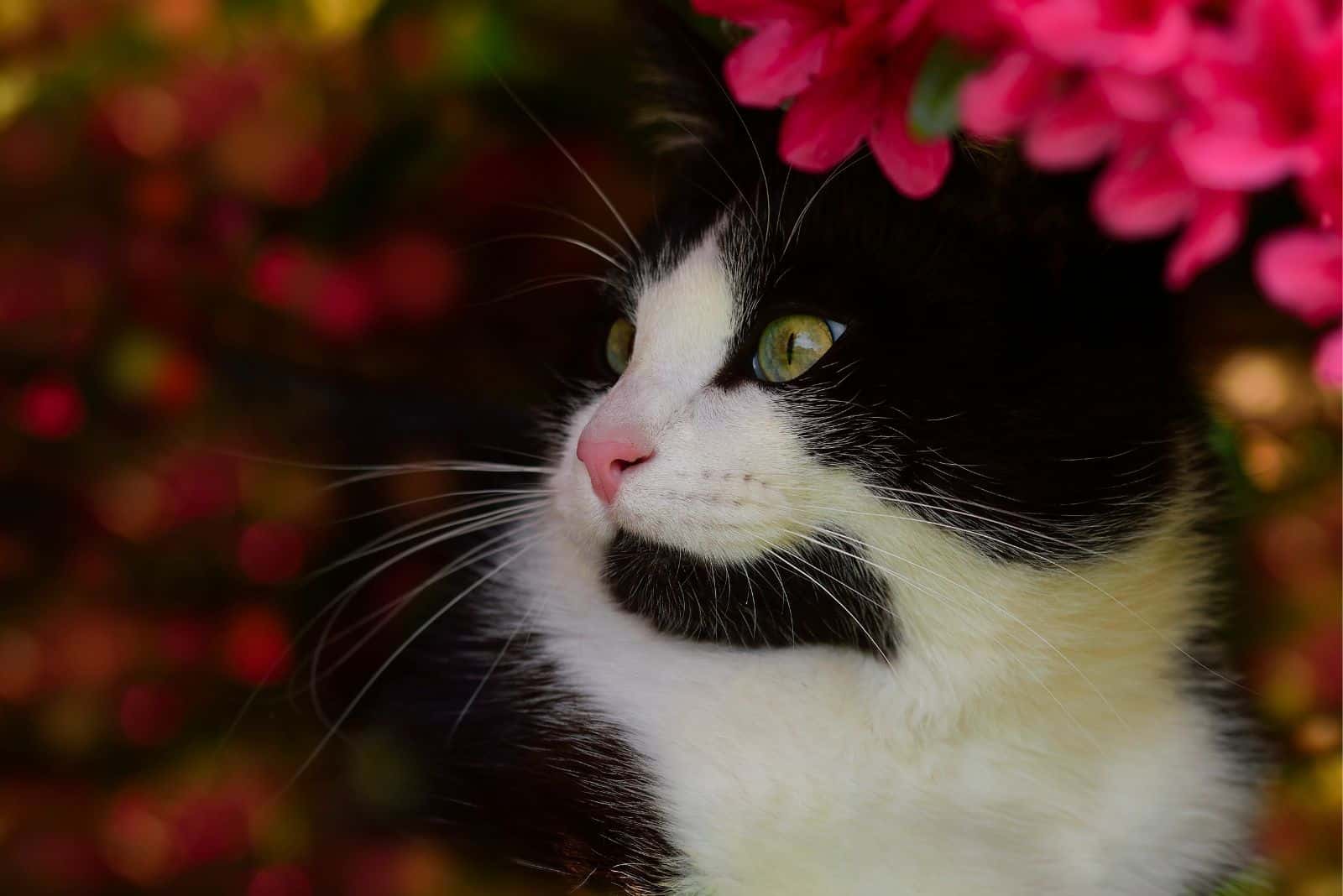 beautiful fat tuxedo cat standing in front of flowers