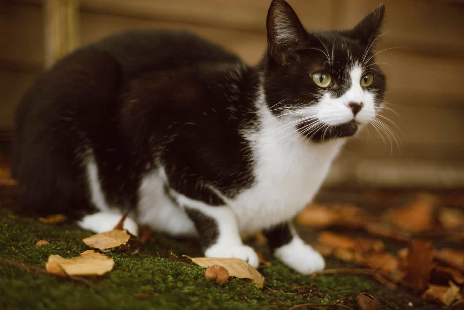 fat tuxedo cat standing in the leaf and look towards something