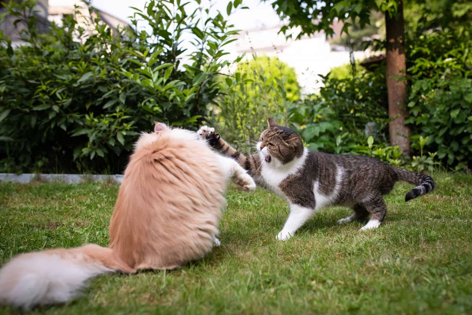 two cats are fighting in the garden