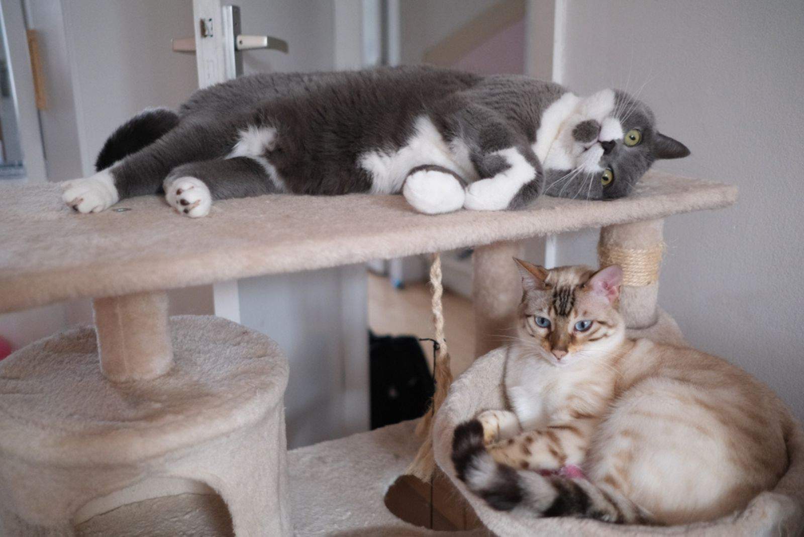 two cats are lounging on a scratching post