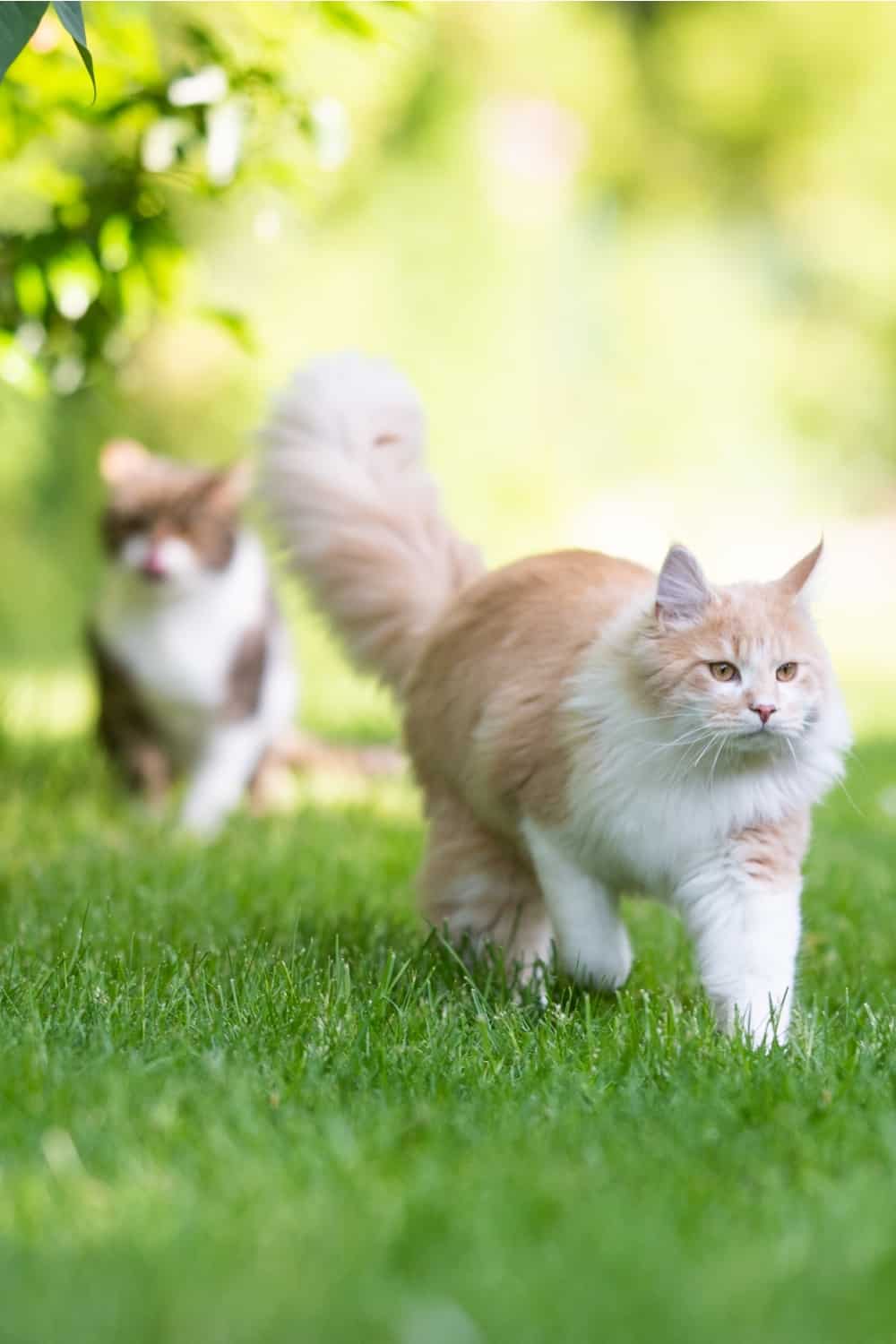 two cats in the garden