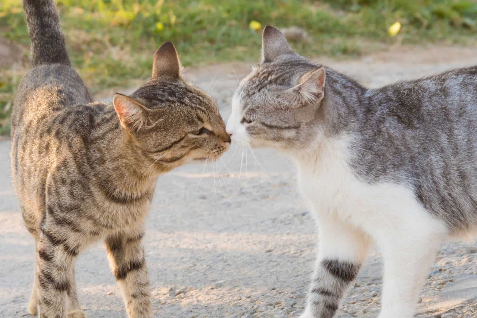 two cats meet on the street