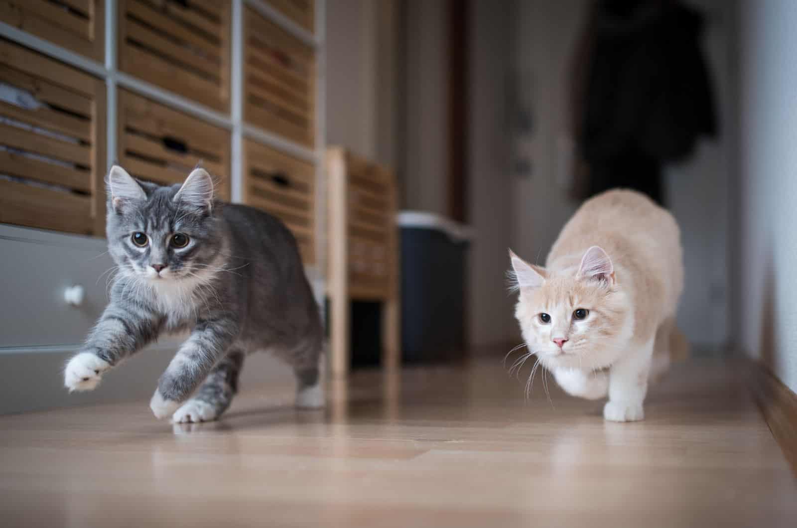 two cats running