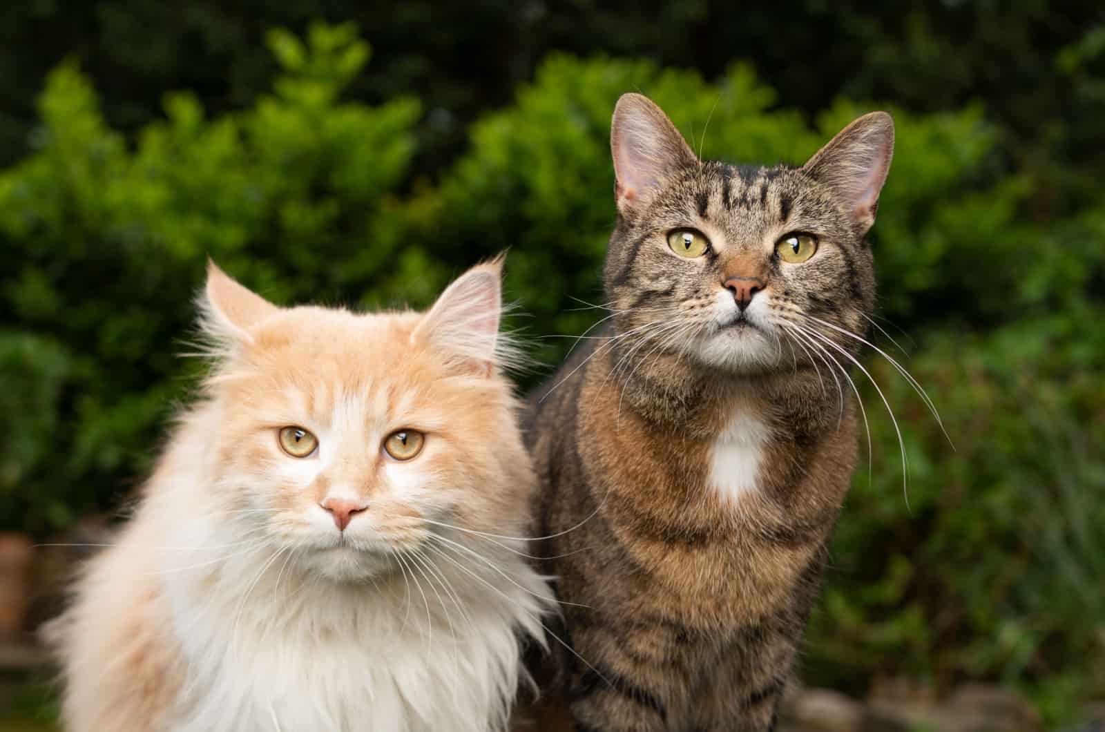 two cats with different fur length