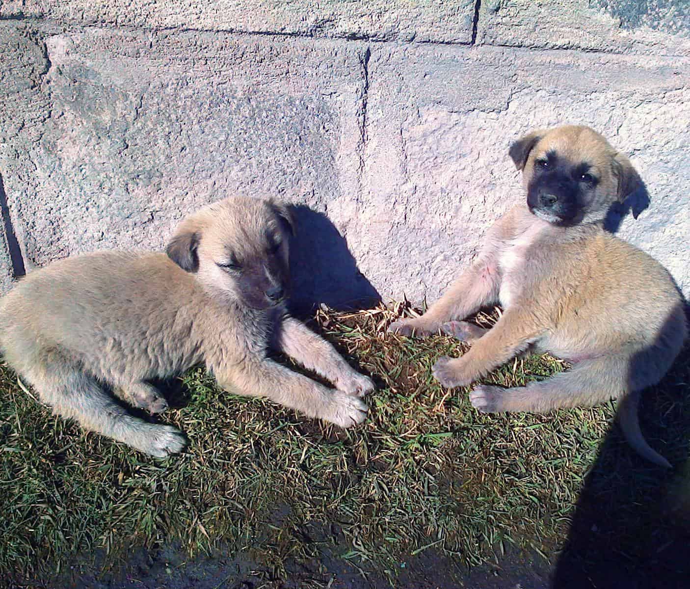 two puppies laying on the grass