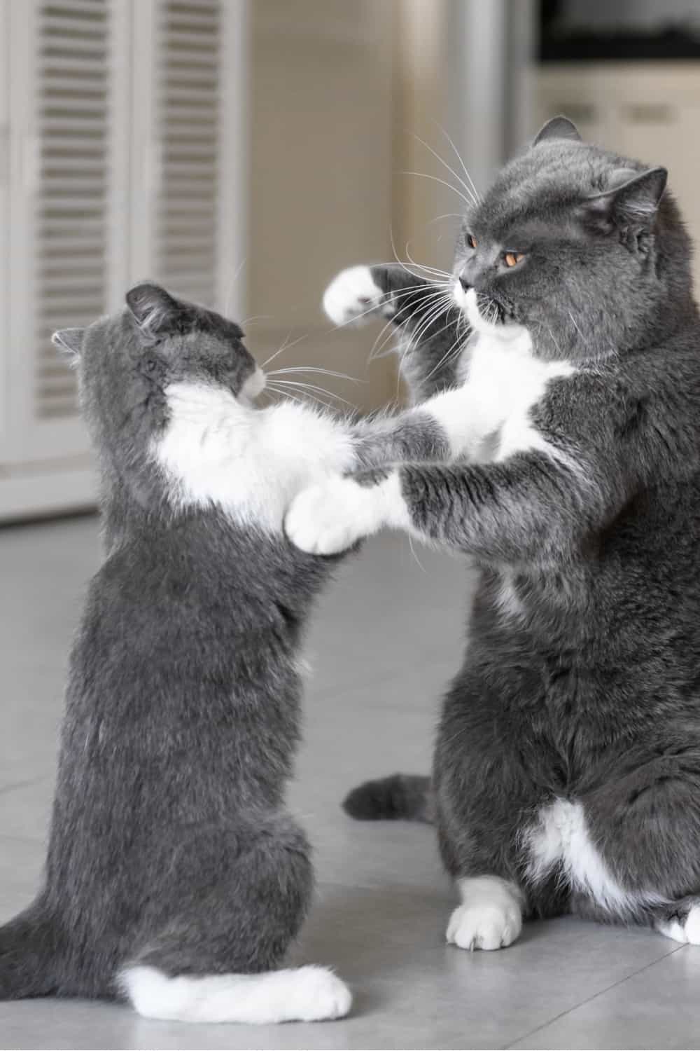 two gray cats fighting