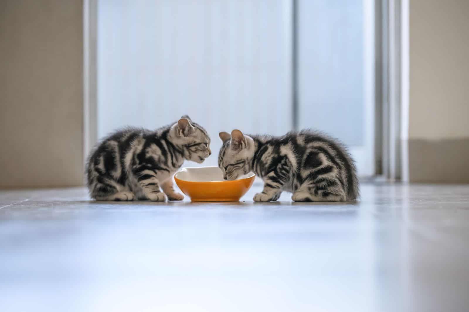 two small kittens eating food from the same bowl in the kitchen