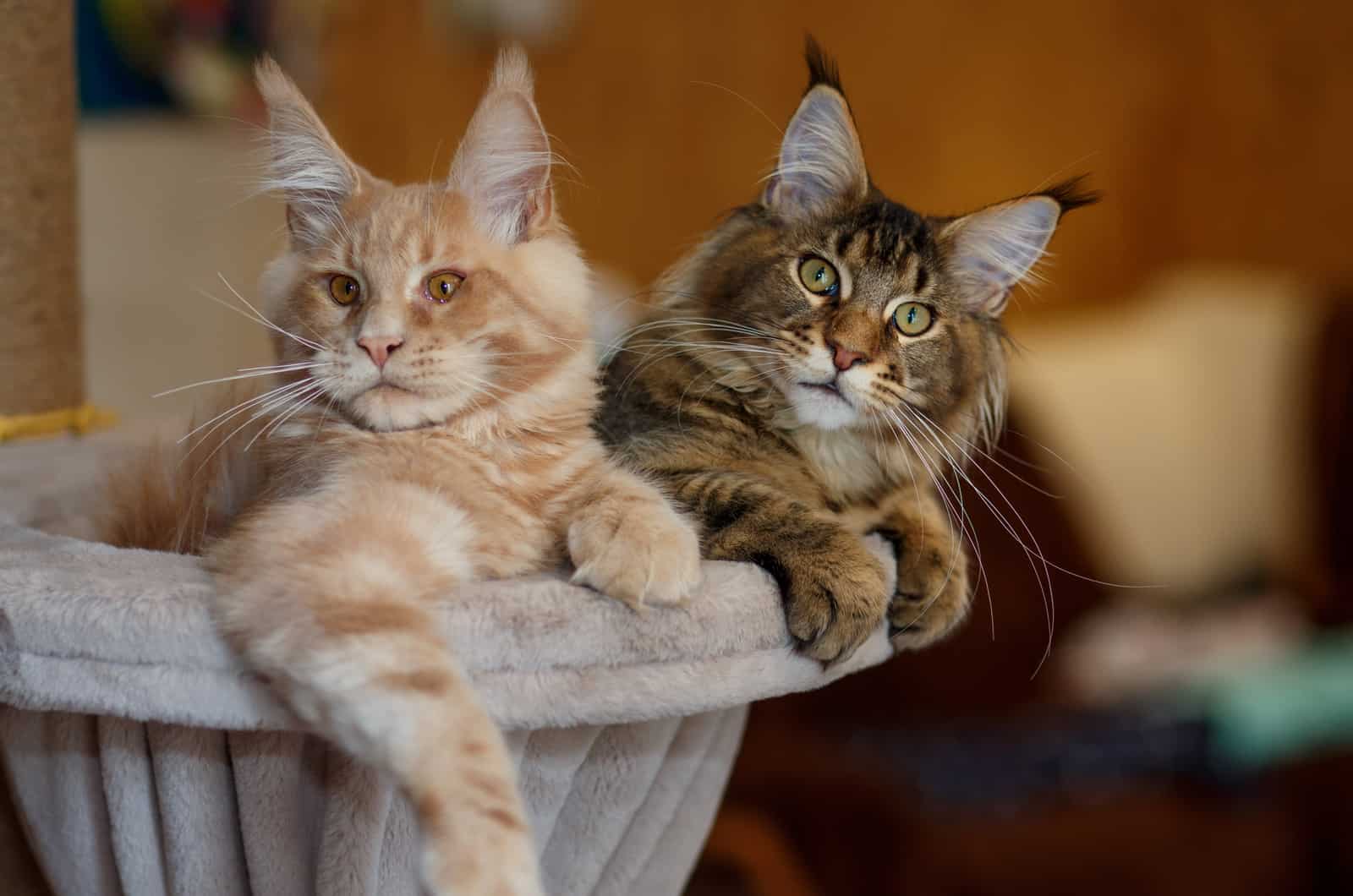 two striped main coon kittens lying down