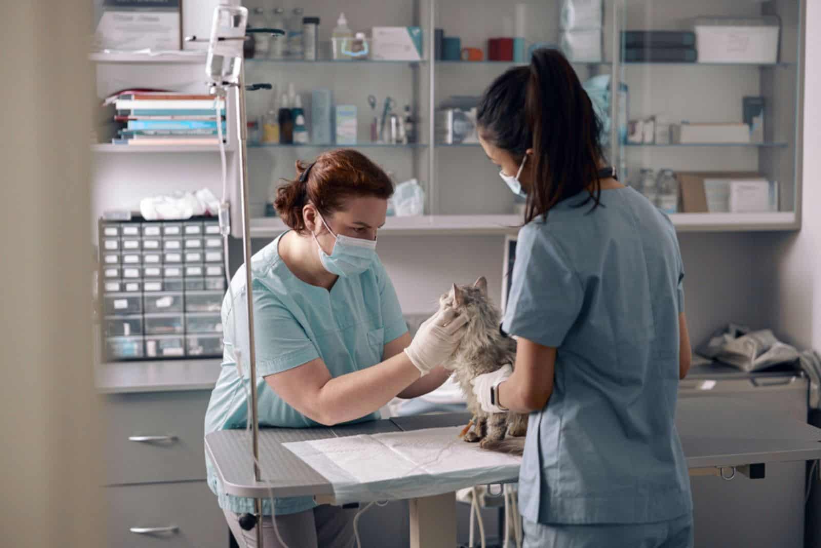 two veterinarians examine the cat