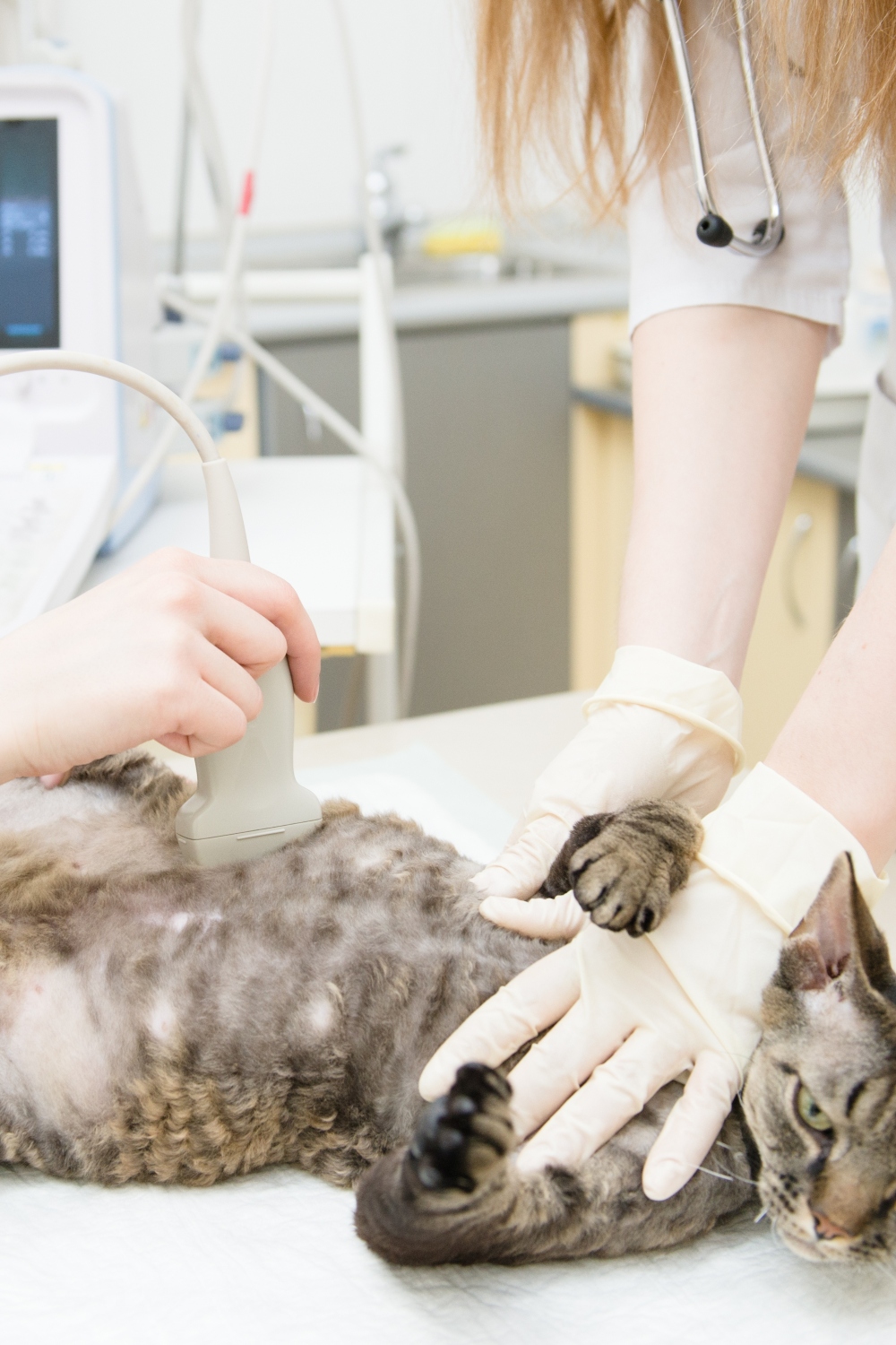 ultrasound of pregnant cat