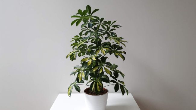 umbrella plant schefflera arboricola