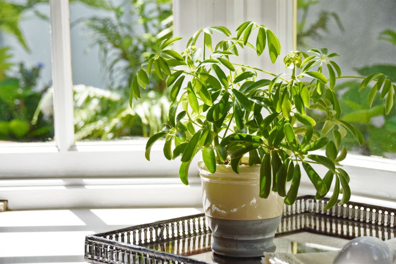 umbrella plant drooping schefflera arboricola