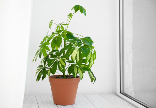 umbrella plant near window (Schefflera Arboricola)