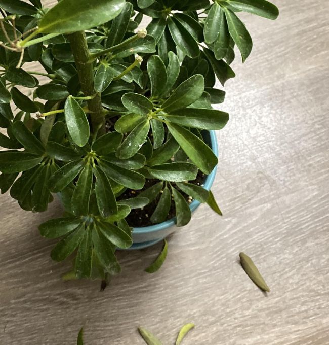 umbrella plant dropping leaves