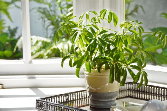 umbrella plant (Schefflera) in sunlight