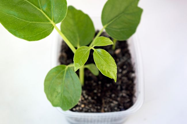 umbrella plant propagation schefflera arboricola