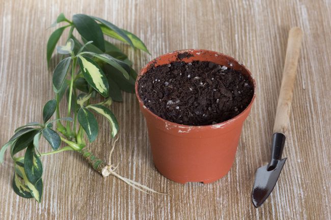 umbrella plant propagation schefflera arboricola