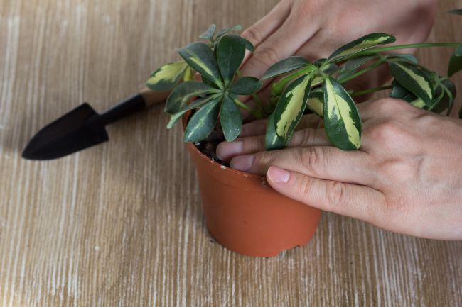 umbrella plant propagation schefflera arboricola