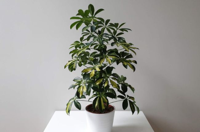 umbrella plant propagation schefflera arboricola