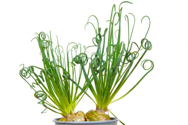 Corkscrew Plant Albuca spiralis unusual houseplants