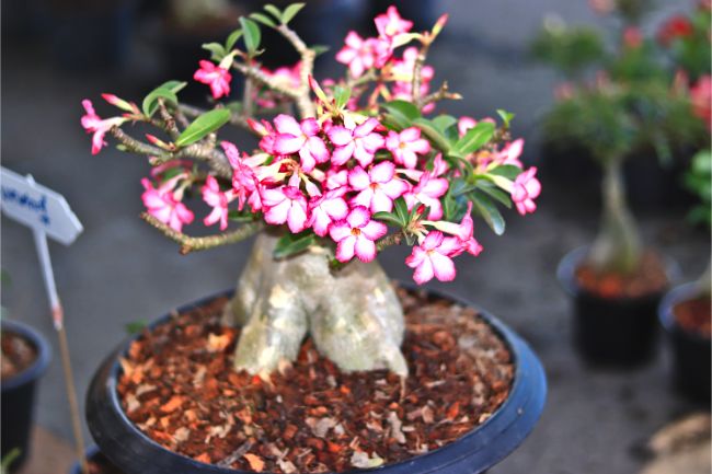 desert rose adenium unusual houseplants