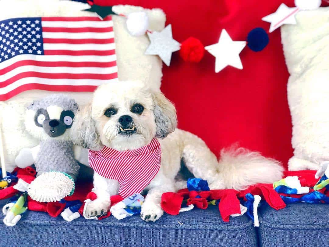 White Shichon wearing a red bandanna surrounded by USA themed flags and bunting