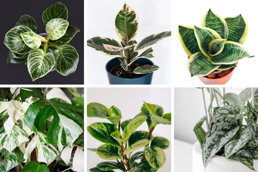 variegated houseplants