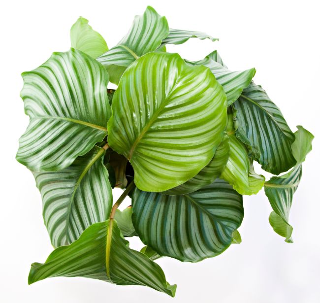 calathea orbifolia