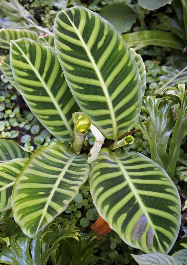 Calathea zebrina