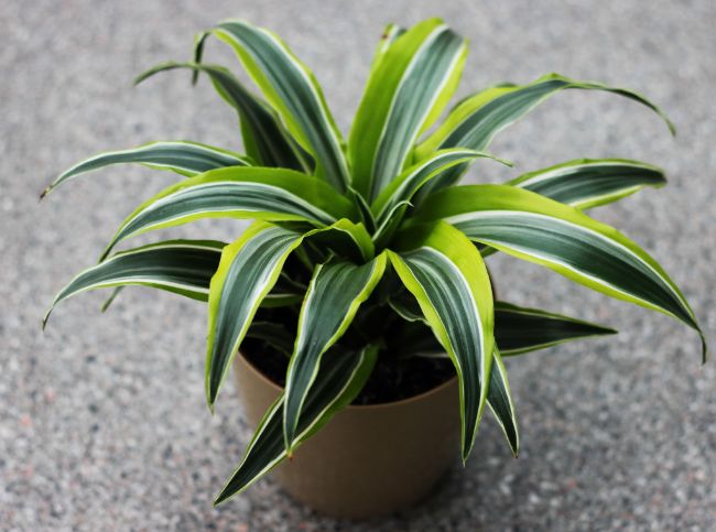 Dracaena fragrans lemon lime