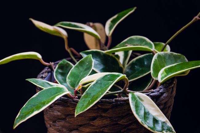 Hoya Carnosa Albomarginata