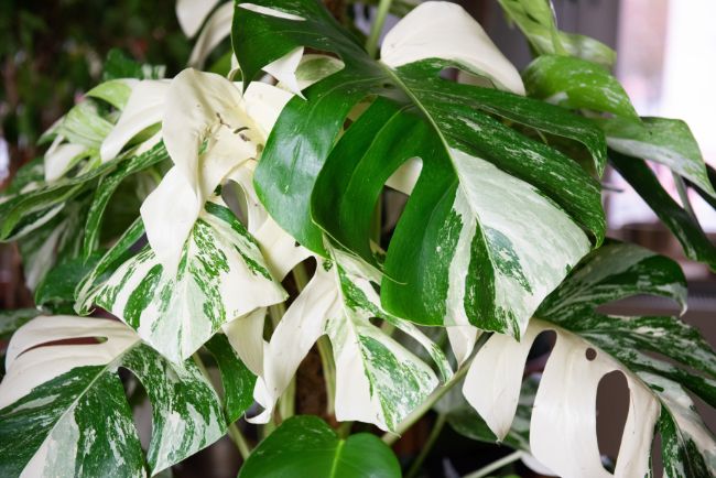 Monstera Deliciosa Albovariegata