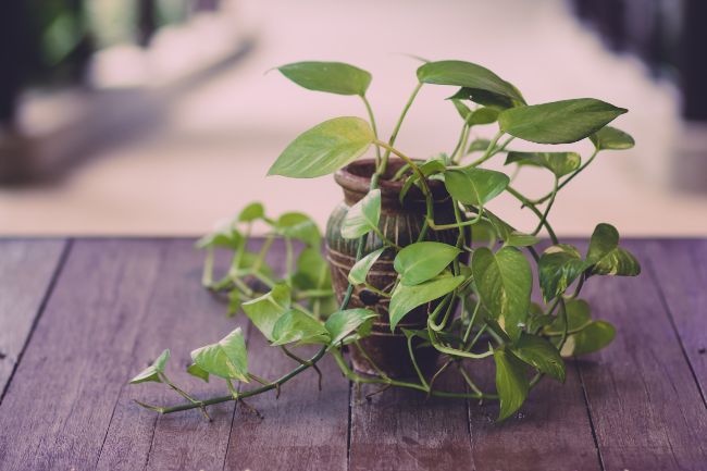 Epipremnum Aureum Pothos variegated houseplants