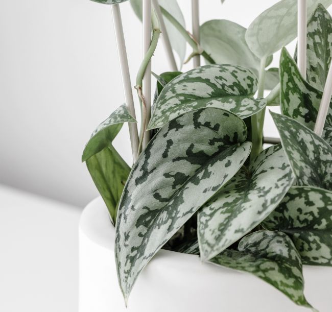 Scindapsus Pictus Satin Pothos variegated houseplants