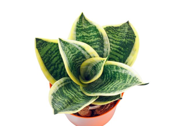 Sansevieria Trifasciata Golden Hahnii Snake Plant