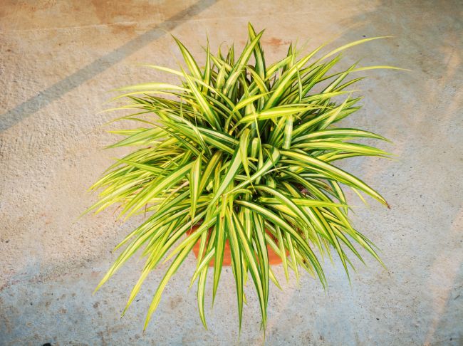 Chlorophytum Comosum Spider Plant variegated houseplants