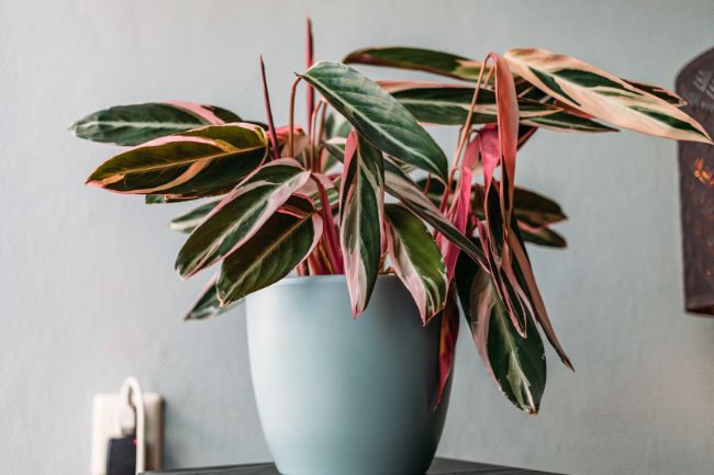 Stromanthe Sanguinea Triostar variegated houseplants