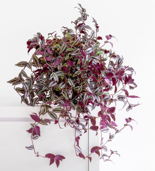 Tradescantia Zebrina variegated houseplants