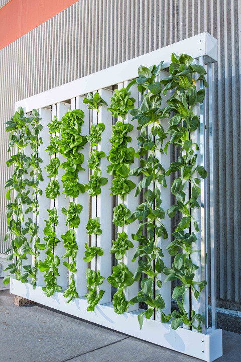 vertical farm hydroponics