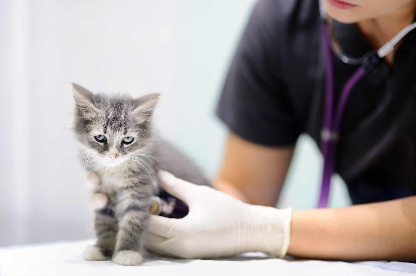 vet examining a kitten