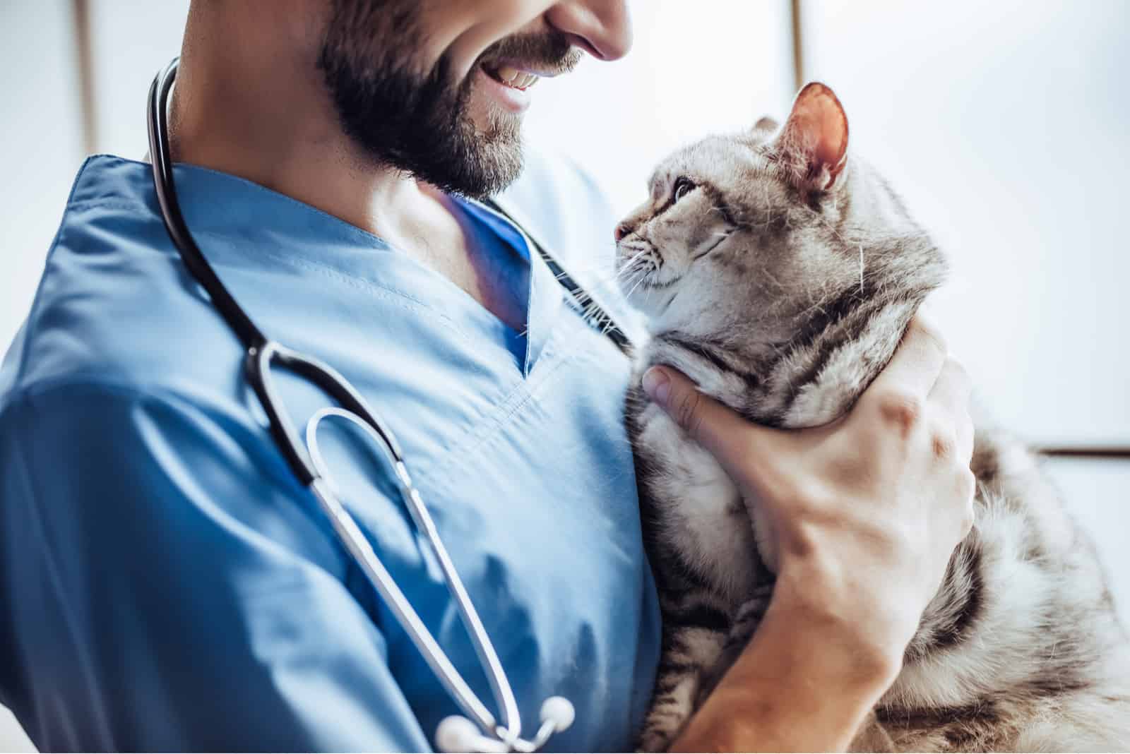 vet holding a cat