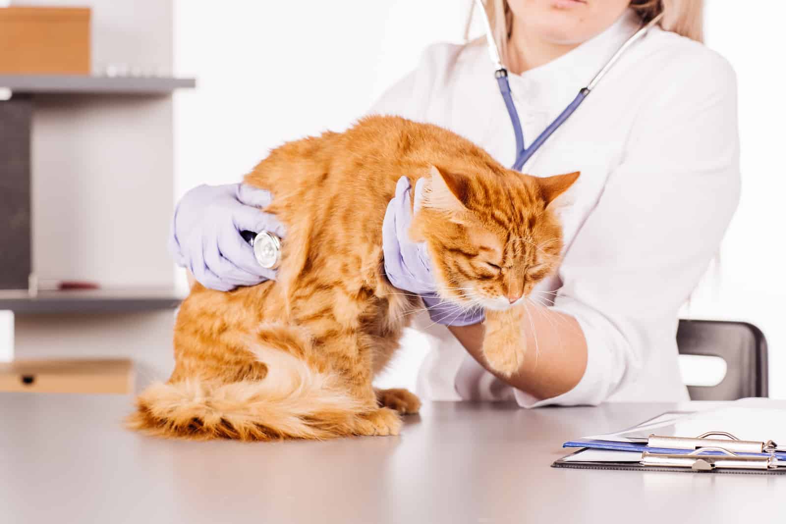 vet holding an orange cat