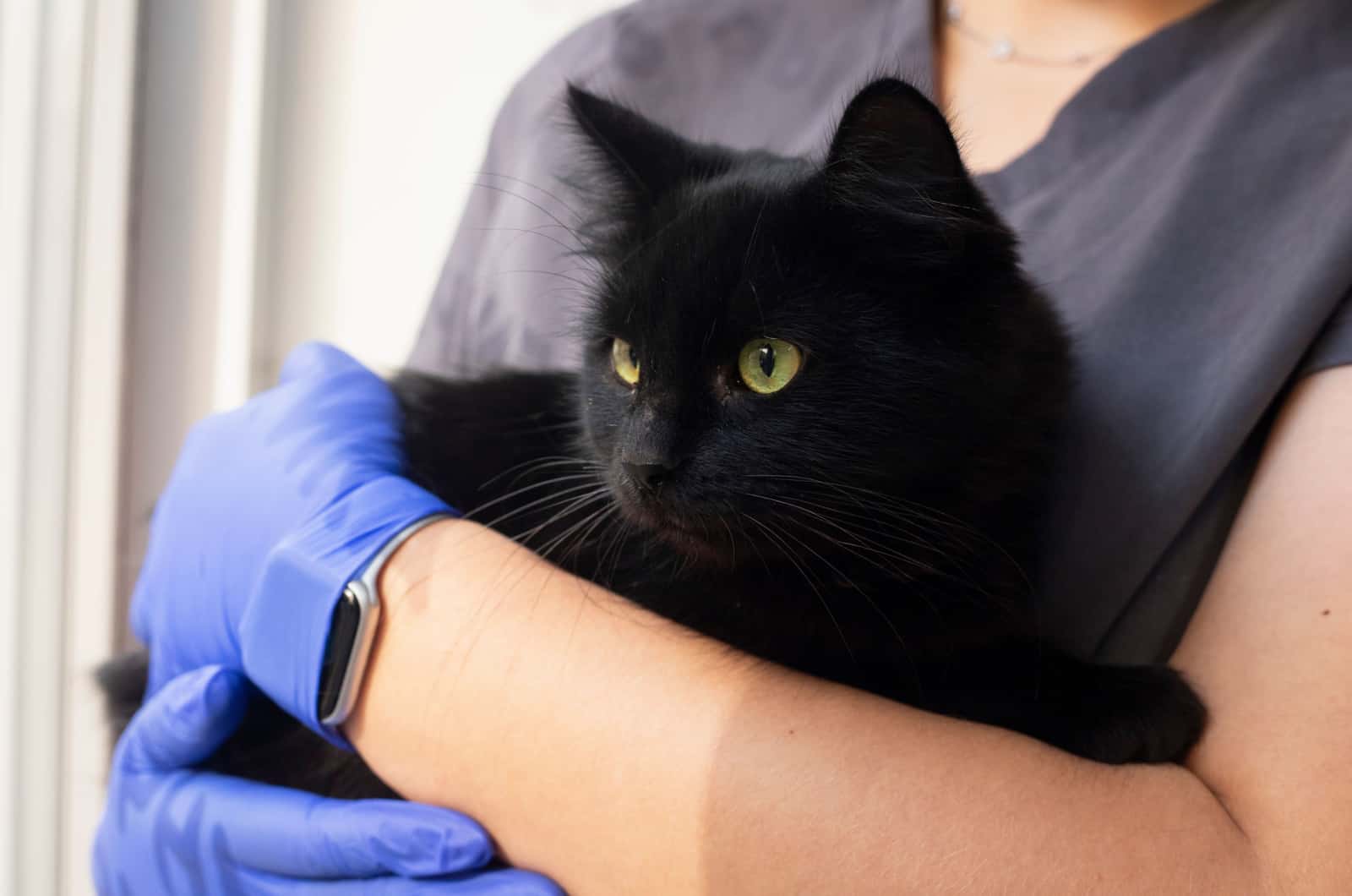 vet holding bombay maine coon cat