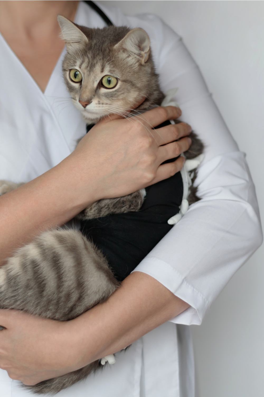 vet holding spayed cat